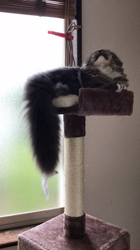 渡辺恭子ブリーダーからお迎えしたスコティッシュフォールド：うにくん