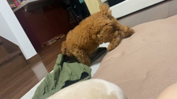 勝間大輝ブリーダーからお迎えしたトイプードル：うりくん