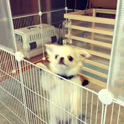 源古千夏ブリーダーからお迎えしたチワワ(ロング)：レンくん