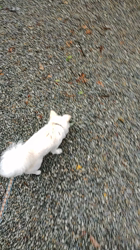 源古千夏ブリーダーからお迎えしたチワワ(ロング)：レンくん