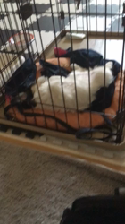 佐藤多恵子ブリーダーからお迎えしたパパペキニーズ ママキャバリアとマルチーズのミック：めいぷるちゃん