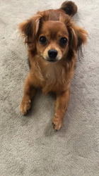 近江香奈ブリーダーからお迎えしたチワックス(チワワ×ダックス)：ふぅちゃん