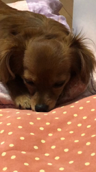 近江香奈ブリーダーからお迎えしたチワックス(チワワ×ダックス)：ふぅちゃん