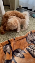 石橋満佐実ブリーダーからお迎えしたミックス【マルチーズ✖︎トイ・プードル】：姫ちゃん