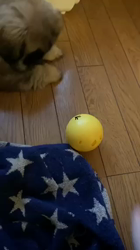 亀鶴佐知子ブリーダーからお迎えしたペキニーズ：カブくん