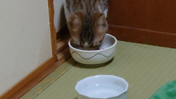 熊田貞子ブリーダーからお迎えしたマンチカン：れいくん