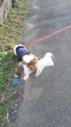 田端尚和ブリーダーからお迎えしたキャバリア：もなかちゃん