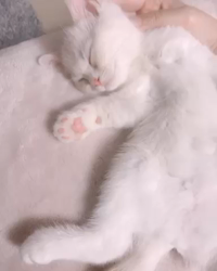 今松澄江ブリーダーからお迎えしたスコティッシュフォールド：テテちゃん