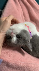 鈴木ユカブリーダーからお迎えしたブリティッシュショートヘア：レティちゃん