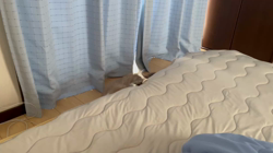 冨岡利枝ブリーダーからお迎えしたミヌエット：モコくん