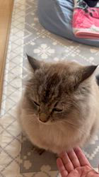 冨岡利枝ブリーダーからお迎えしたミヌエット：モコくん