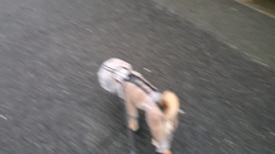 橋迫國富ブリーダーからお迎えした柴犬：まめちゃん