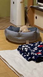 小野潤一郎ブリーダーからお迎えしたミニチュアダックスフンド(ロング)：はるちゃん