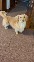 小野潤一郎ブリーダーからお迎えしたミニチュアダックスフンド(ロング)：はるちゃん