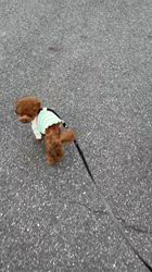 大西裕伸ブリーダーからお迎えしたトイプードル：ロイくん