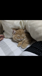 大西由衣ブリーダーからお迎えしたミヌエット：たんぽぽくん