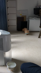 大西由衣ブリーダーからお迎えしたミヌエット：たんぽぽくん