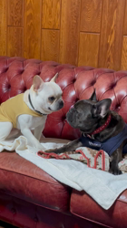 大浜晃一ブリーダーからお迎えしたフレンチブルドッグ：トニーくん