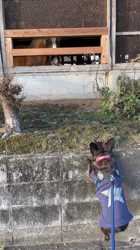 大浜晃一ブリーダーからお迎えしたフレンチブルドッグ：トニーくん