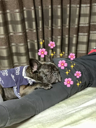 大浜晃一ブリーダーからお迎えしたフレンチブルドッグ：トニーくん