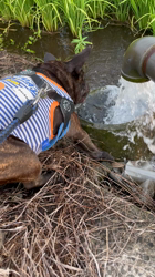 大浜晃一ブリーダーからお迎えしたフレンチブルドッグ：トニーくん