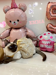 山下久乃ブリーダーからお迎えしたトンキニーズ：エマちゃん