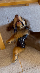 山本恵美ブリーダーからお迎えしたミニチュアダックスフンド(ロング)：むぎ太くん