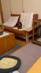 山本恵美ブリーダーからお迎えしたミニチュアダックスフンド(ロング)：むぎ太くん