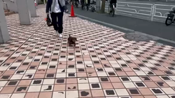 山本恵美ブリーダーからお迎えしたミニチュアダックスフンド(ロング)：むぎ太くん