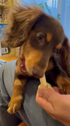 山本恵美ブリーダーからお迎えしたミニチュアダックスフンド(ロング)：むぎ太くん