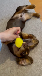 山本恵美ブリーダーからお迎えしたミニチュアダックスフンド(ロング)：むぎ太くん