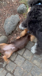 山本恵美ブリーダーからお迎えしたミニチュアダックスフンド(ロング)：むぎ太くん