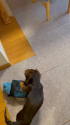 山本恵美ブリーダーからお迎えしたミニチュアダックスフンド(ロング)：むぎ太くん