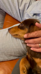 山本恵美ブリーダーからお迎えしたミニチュアダックスフンド(ロング)：むぎ太くん