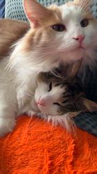 有村直子ブリーダーからお迎えしたノルウェージャンフォレストキャット：モナくん