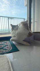 有村直子ブリーダーからお迎えしたノルウェージャンフォレストキャット：モナくん