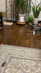 杉野洋子ブリーダーからお迎えしたアメリカンショートヘア：レオくん