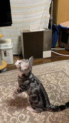 杉野洋子ブリーダーからお迎えしたアメリカンショートヘア：レオくん