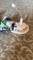 杉野洋子ブリーダーからお迎えしたアメリカンショートヘア：レオくん