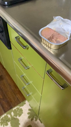 杉野洋子ブリーダーからお迎えしたアメリカンショートヘア：レオくん