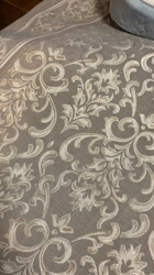 杉野洋子ブリーダーからお迎えしたアメリカンショートヘア：レオくん