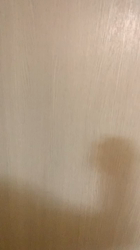 杉野洋子ブリーダーからお迎えしたアメリカンショートヘア：レオくん