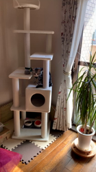 杉野洋子ブリーダーからお迎えしたアメリカンショートヘア：レオくん