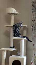 杉野洋子ブリーダーからお迎えしたアメリカンショートヘア：レオくん