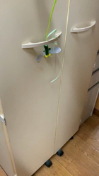 杉野洋子ブリーダーからお迎えしたアメリカンショートヘア：レオくん