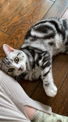 杉野洋子ブリーダーからお迎えしたアメリカンショートヘア：レオくん