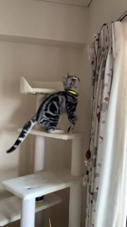 杉野洋子ブリーダーからお迎えしたアメリカンショートヘア：レオくん