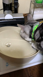 杉野洋子ブリーダーからお迎えしたアメリカンショートヘア：レオくん