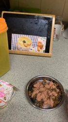 杉野洋子ブリーダーからお迎えしたアメリカンショートヘア：レオくん