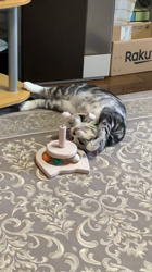 杉野洋子ブリーダーからお迎えしたアメリカンショートヘア：レオくん